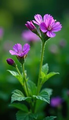 Fototapeta premium Flowering plant with purple flowers in a garden, wild geranium, flora, foliage