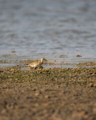 Pacific golden plover foraging for food on the beach