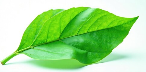 Obraz premium Large isolated plant on white background with intricate details and veins, closeup, greenery