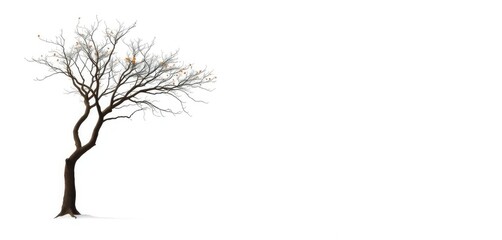 Fototapeta premium Lone deciduous tree, stark branches against pure white backdrop, plant, isolated