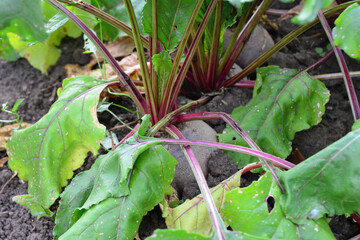 Fresh Beetroot in the Garden close up