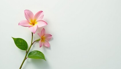 Fototapeta premium A delicate flower with leaves isolated on white surface, flowers, tree growth