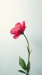 A flower blooming amidst a vast white expanse, flower, natural