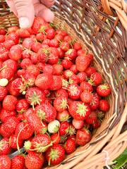 Hand picking ripe strawberries from a wicker basket filled with fresh fruit.
