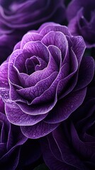Captivating violet blooms adorned with dewdrops in morning light