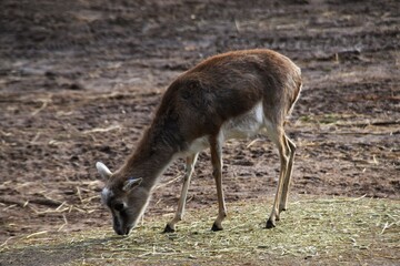 A small and young goitered gazelle is outdoors in a zoo in spring day.