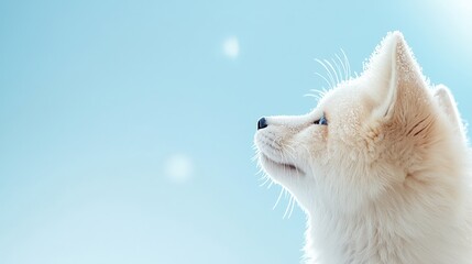 Obraz premium Adorable Arctic Fox Looking Upward Against a Blue Sky Background
