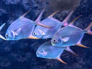 tropical fish swimming in aquarium