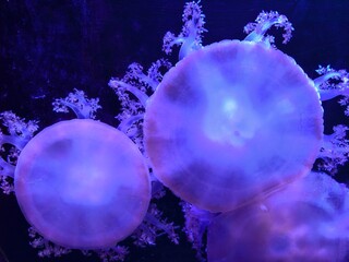 Blue jellyfish growing in the dark