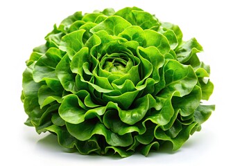 Obraz premium High-resolution PNG image: a crisp, fresh green lettuce head, perfect for salads; healthy eating.