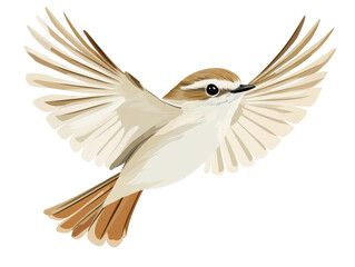 Naklejka premium Isolated Rufous Fantail Bird in Flight