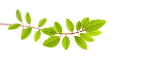 Fototapeta premium Single vibrant green plant, isolated on pure white, spring, resource
