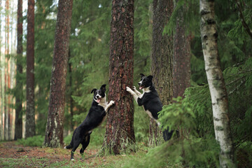 Two Border Collies climb tree trunks playfully in a dense forest clearing. The energetic poses highlight their playful nature and the vibrant surroundings.