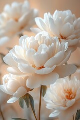 Fototapeta premium Soft peonies bloom in a serene, dreamy atmosphere