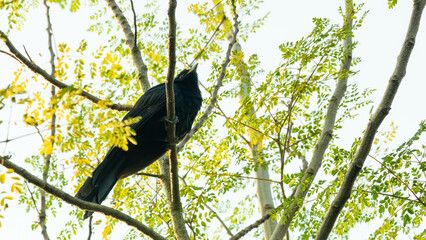 The Asian Koel is a large, distinctive cuckoo that remains secretive