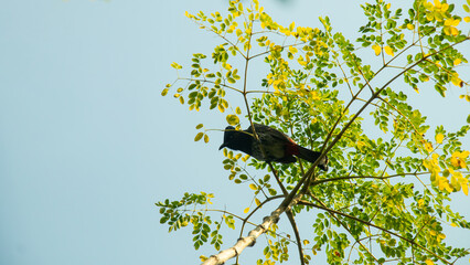 Bulbul moderate sized, gregarious and mostly dull coloured birds