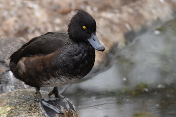 A tufted duck is standing on the rock in a zoo.