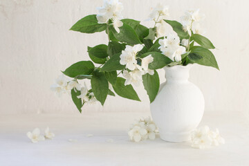 jasmine flowers in ceramic vase on white background