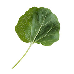 Fresh green radish leaf isolated nature photography studio environment close-up view organic concept