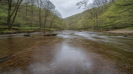 Obraz premium Calm River Flowing Through a Lush Green Forest