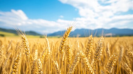 Fototapeta premium Golden wheat field under a bright blue sky with mountains in the background.