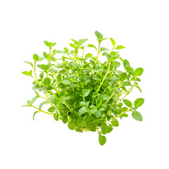Obraz premium Fresh green thyme bunch on white background food photography studio setting isolated view culinary herb concept