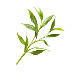 Obraz premium Fresh green water spinach isolated in minimalist style for culinary use nature photography bright background close-up view