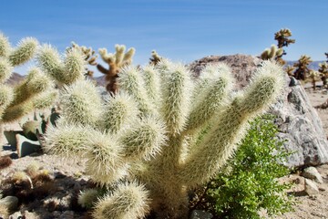 cactus in the desert