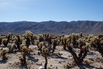 joshua tree national park