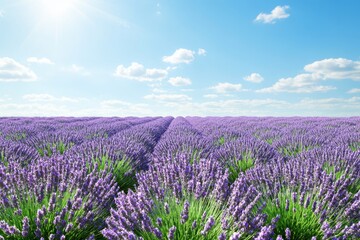Fototapeta premium Beautiful lavender fields under a clear blue sky in serene daylight