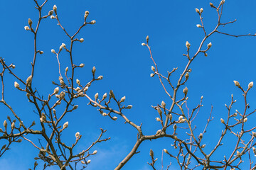 Buds of Magnolia denudata. The lilytree, Yulan magnolia.
