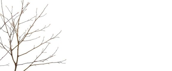 Fototapeta premium Delicate, bare branches isolated against a pure white backdrop, branches, nature