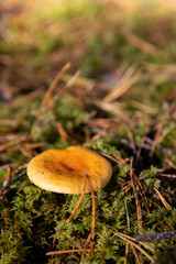 old mushrooms in the autumn forest in sunny