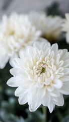 Fototapeta premium Beautiful White Chrysanthemums in Bloom, Fresh Floral Background with Copy Space for Design