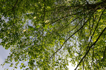 a park with tall birches in the daytime in sunny weather