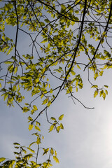 green new oak foliage in sunny weather