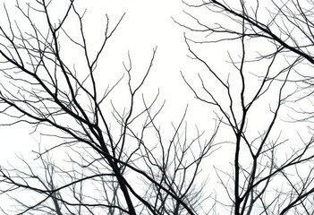 Naked branches, stark winter silhouettes against pure white, stock, image