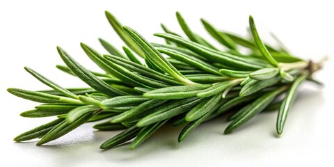 Fototapeta premium Crisp rosemary leaves, macro-photographed against a white background; isolated PNG, perfect for culinary use.