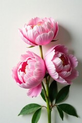Peony flowers in soft focus against a crisp white surface with subtle shading, floral, flowers
