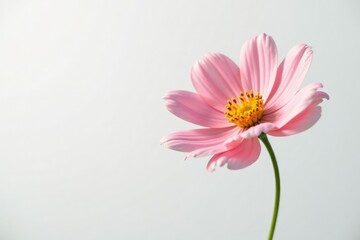 Single blooming flower against a stark white background, floral, bloom
