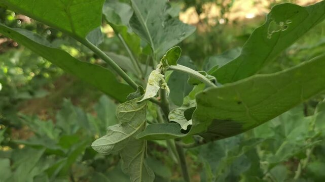 Diseased brinjal plant 