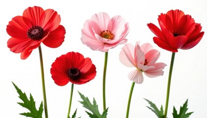 Obraz premium Vibrant red ranunculus blossoms isolated on pure white , red, white background, valentine