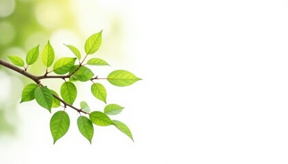 Obraz premium A few branches spread across the bottom half of a white rectangle with subtle leaf details, nature, isolated, leaves