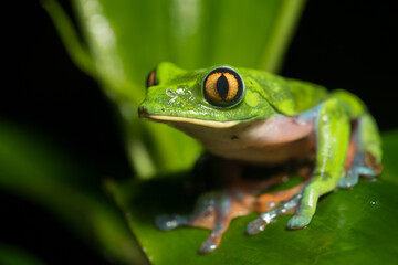 Golden-eyed tree frog, Agalychnis annae, also known as Yellow-eyed leaf frog, endangered species, San Jose, Heredia, Costa Rica