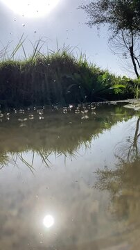 Whirligig Beetles Dancing on a Tranquil Moorland Tarn, Fast-Moving Insects on Still Water, Nature Wildlife Scene  
