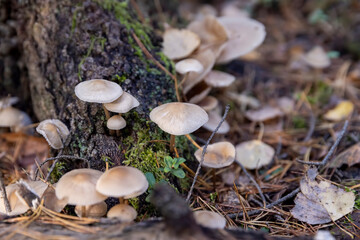 Dangerous poisonous mushrooms hidden in the forest