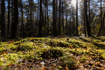 pines and other trees in the forest in Europe