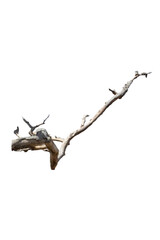 Natural branch, single branch, tree branch