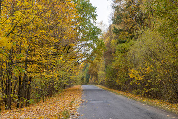 Obraz premium an asphalt road on the side of which a large number of maple trees grow in the autumn season