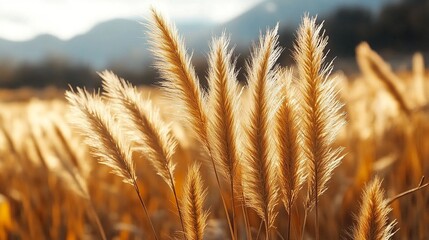 Fototapeta premium Golden grasses waving gently in the breeze, lit by the sun. Beautiful natural field scene. Background of softly blurred mountains.